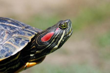 Rood- en geelwang schildpad