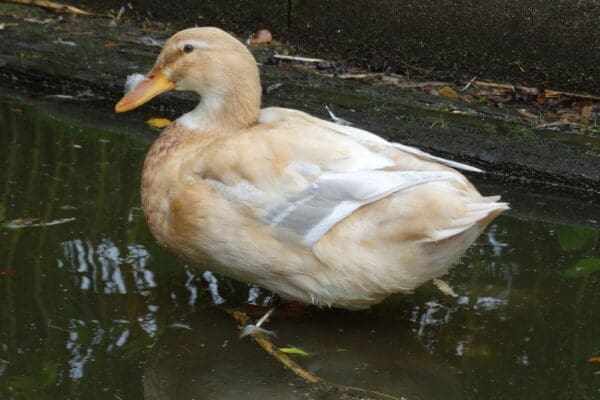 Dieren