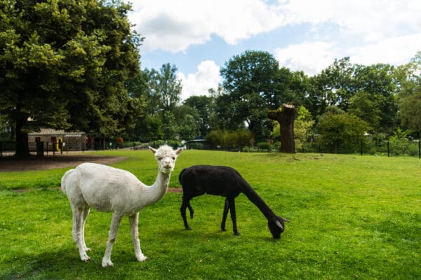 Alpaca