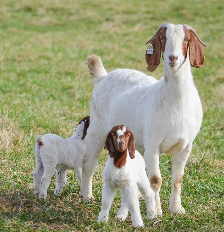 Boergeit met lammen