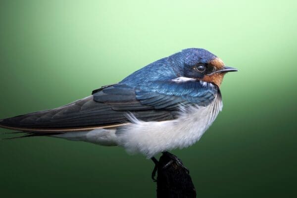 Dieren