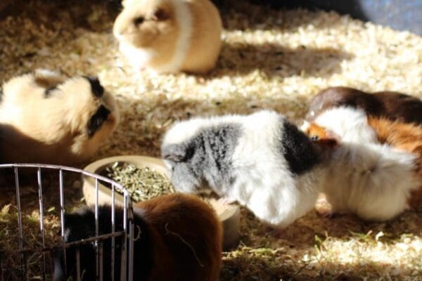 Dieren