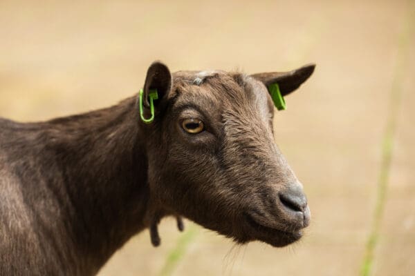 Dieren