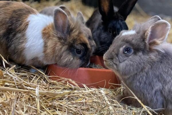 Dieren
