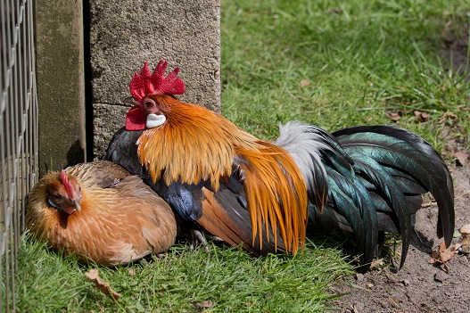 Een haan met een hen 