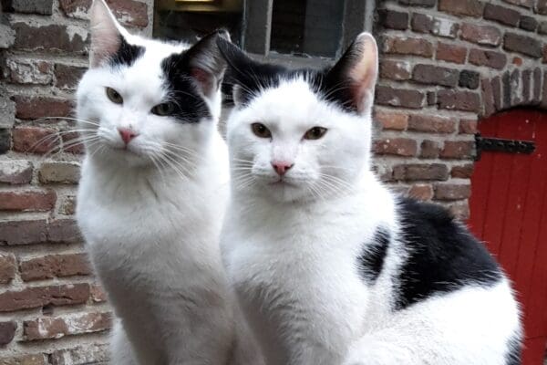 Dieren