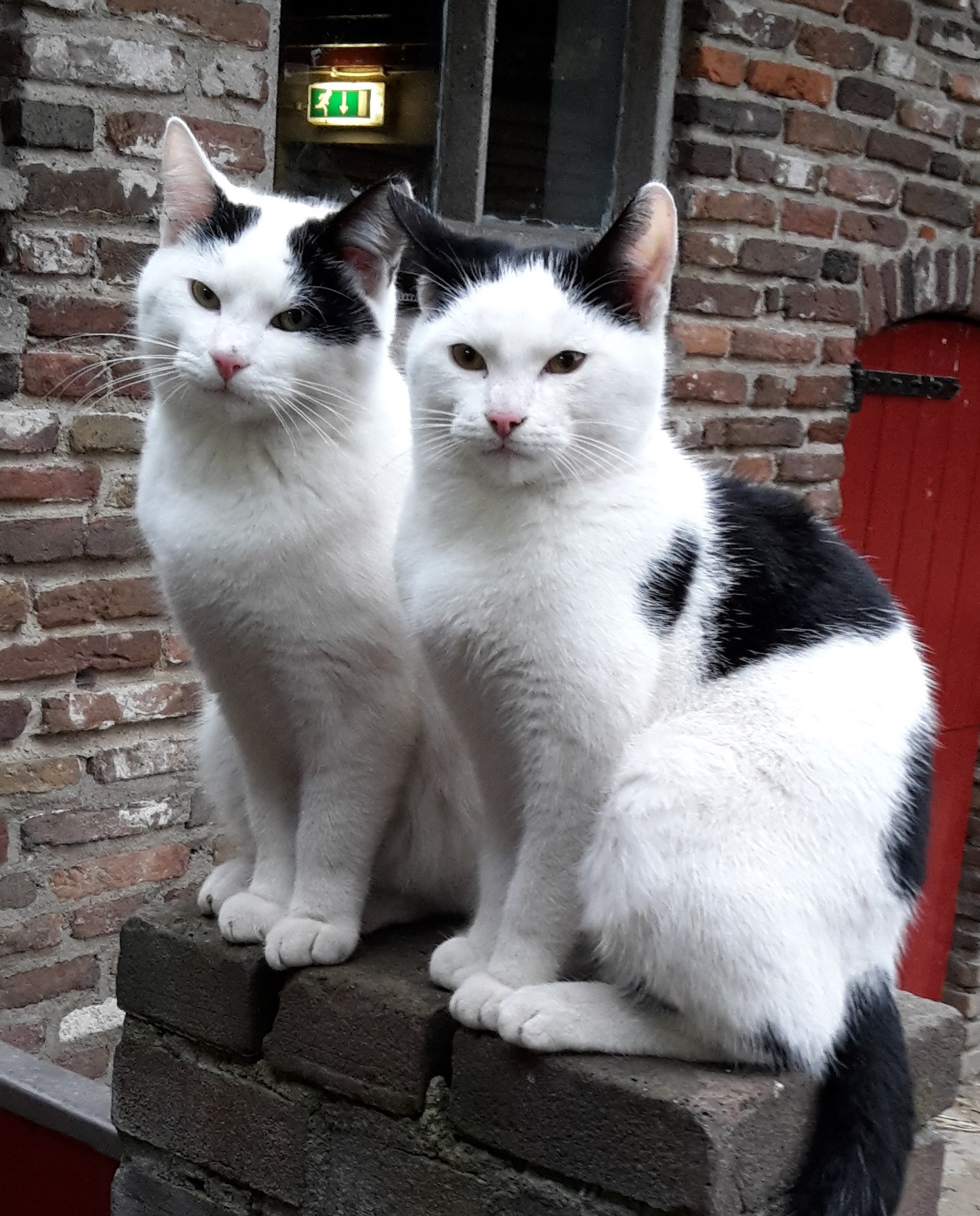 Een huis- kat en poes