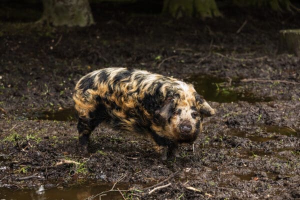 Dieren