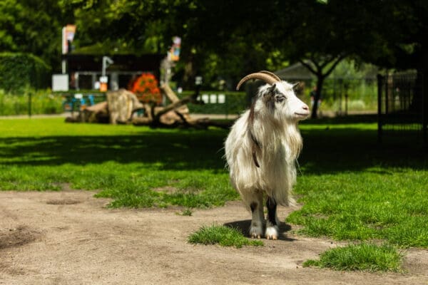 Dieren