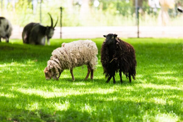 Ouessant schaap