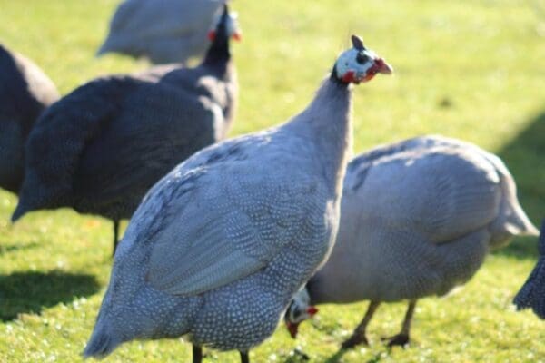 Dieren