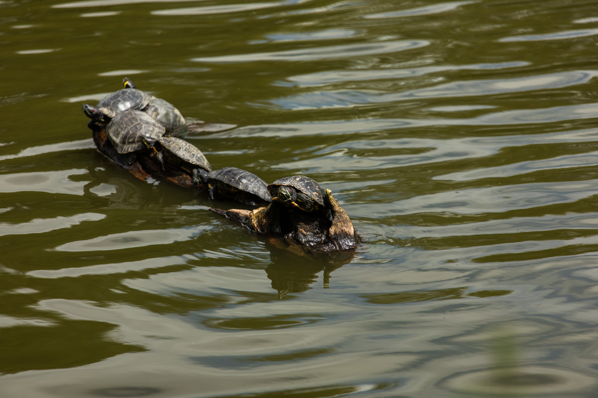 Een aantal schildpadden op een tak in het water