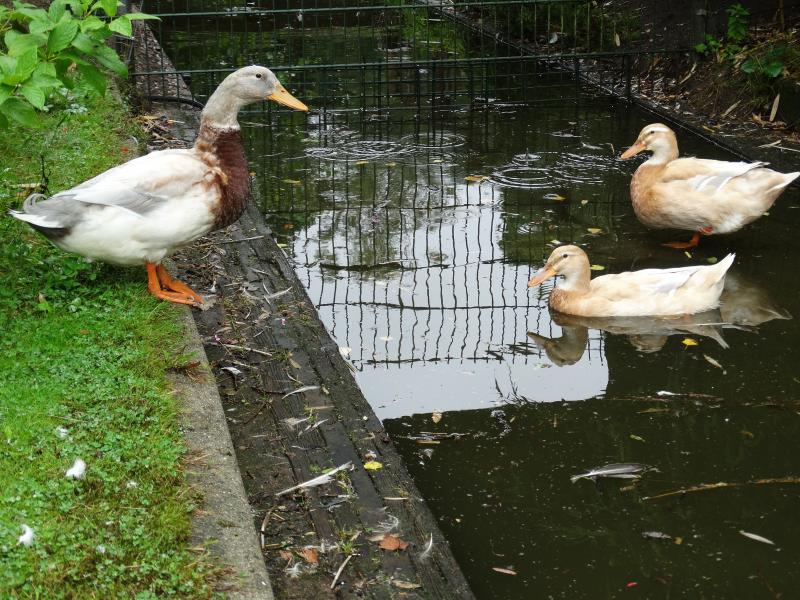 Een mannetje met twee vrouwtjes eenden