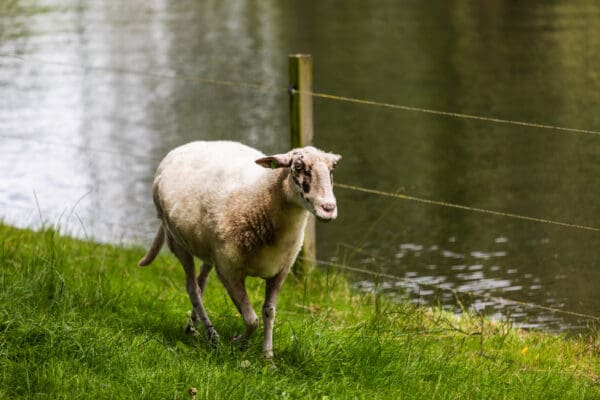 Veluws heideschaap