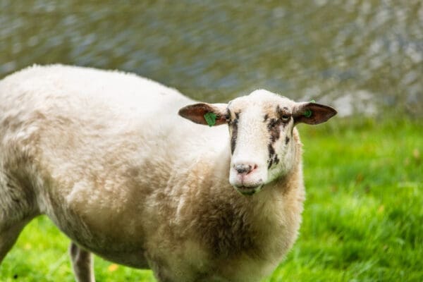 Dieren