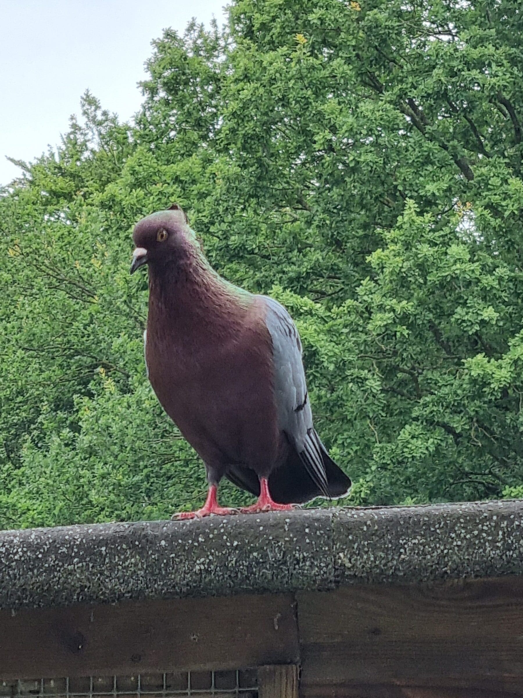 Een vinkduif op het dak