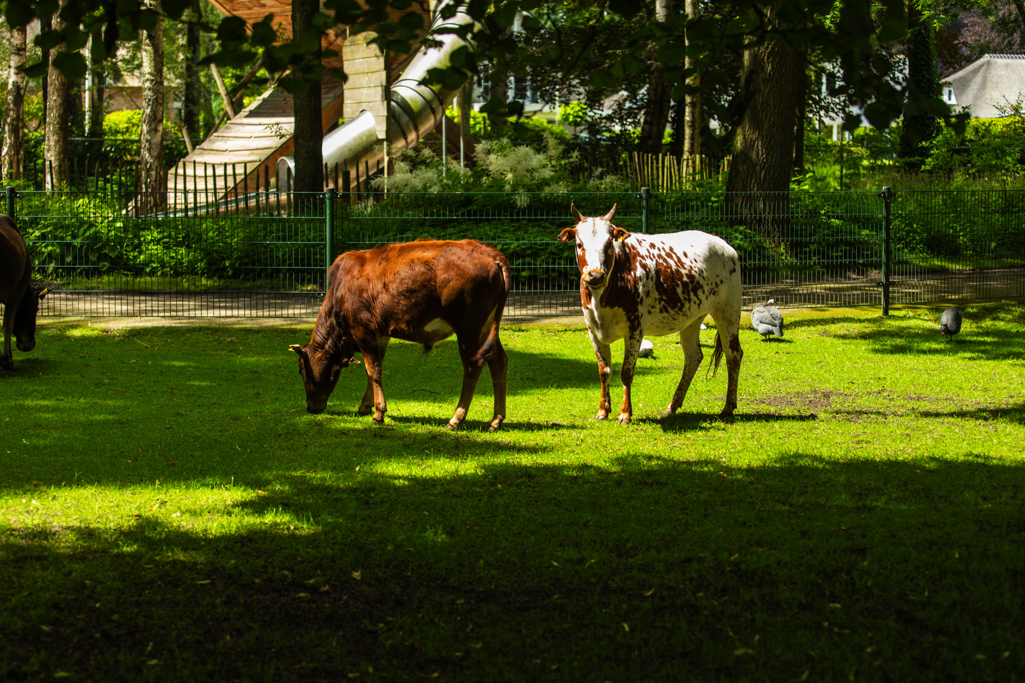 Twee Dwergzeboes