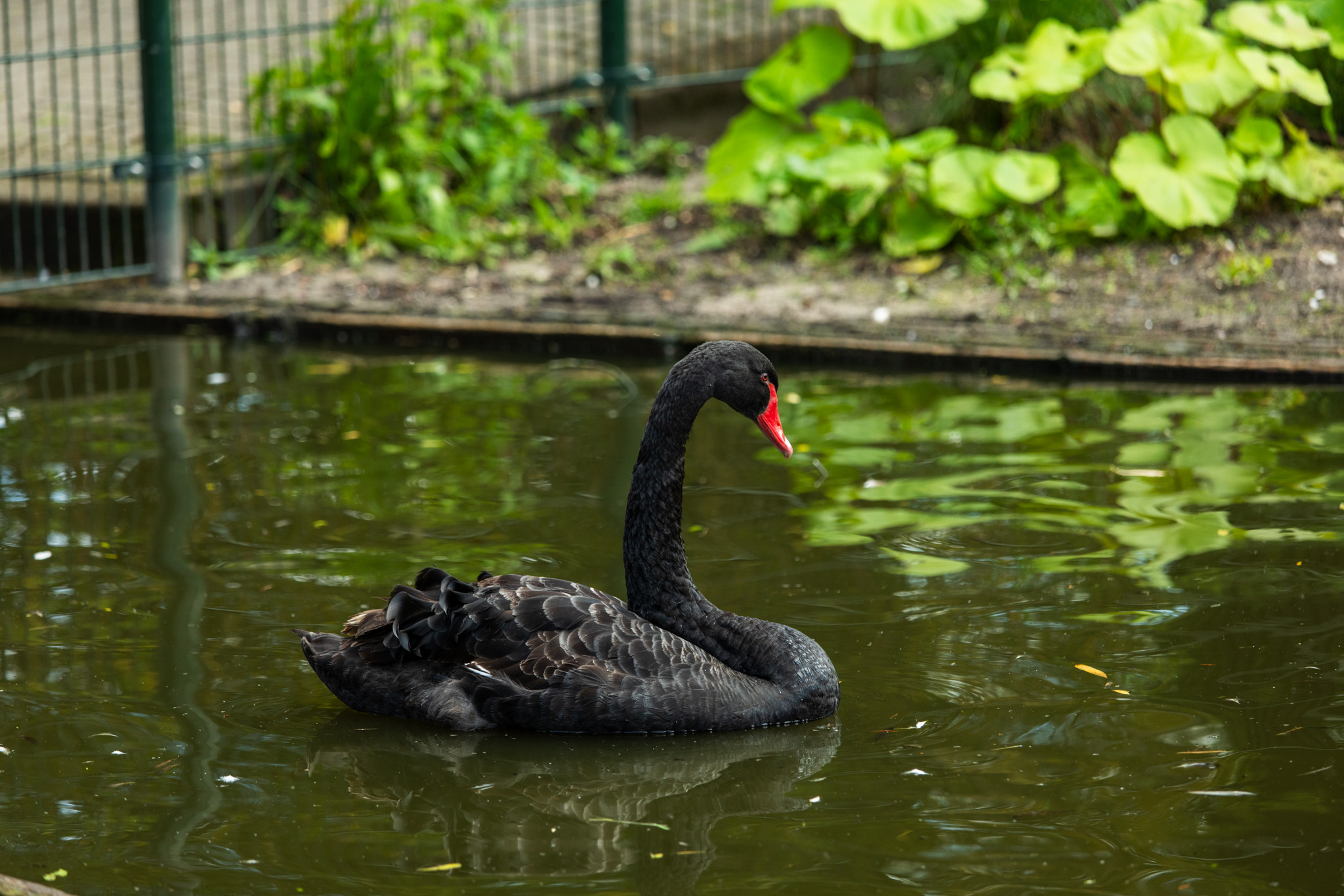 Een zwarte zwaan in het water