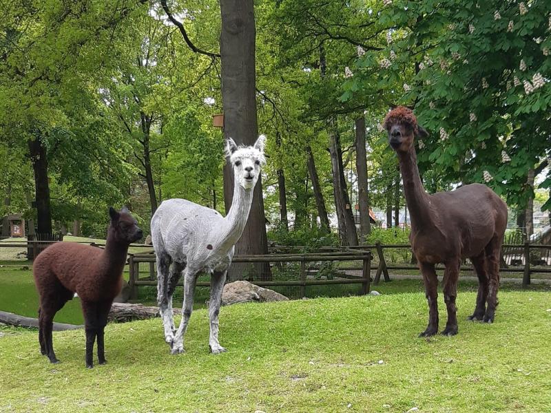 Alpaca's