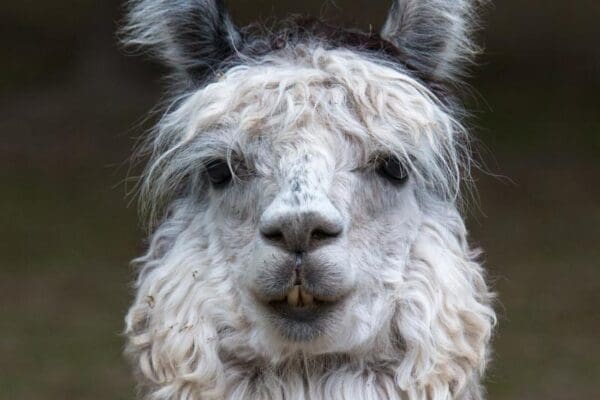 Dieren