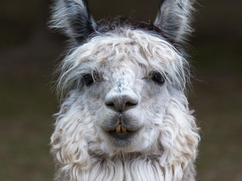 Alpaca