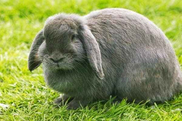Dieren