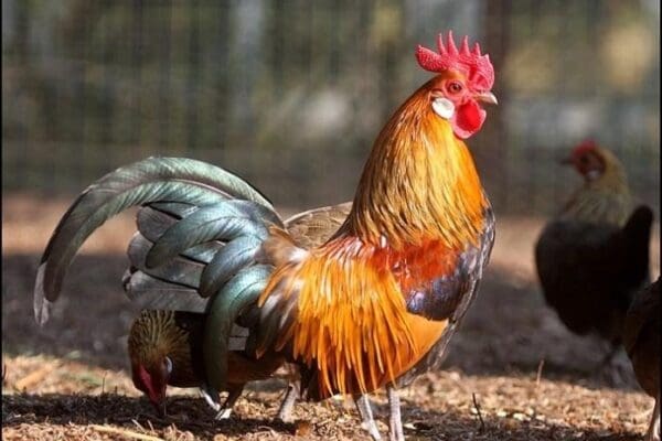Dieren