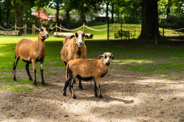 Kameroen schaap