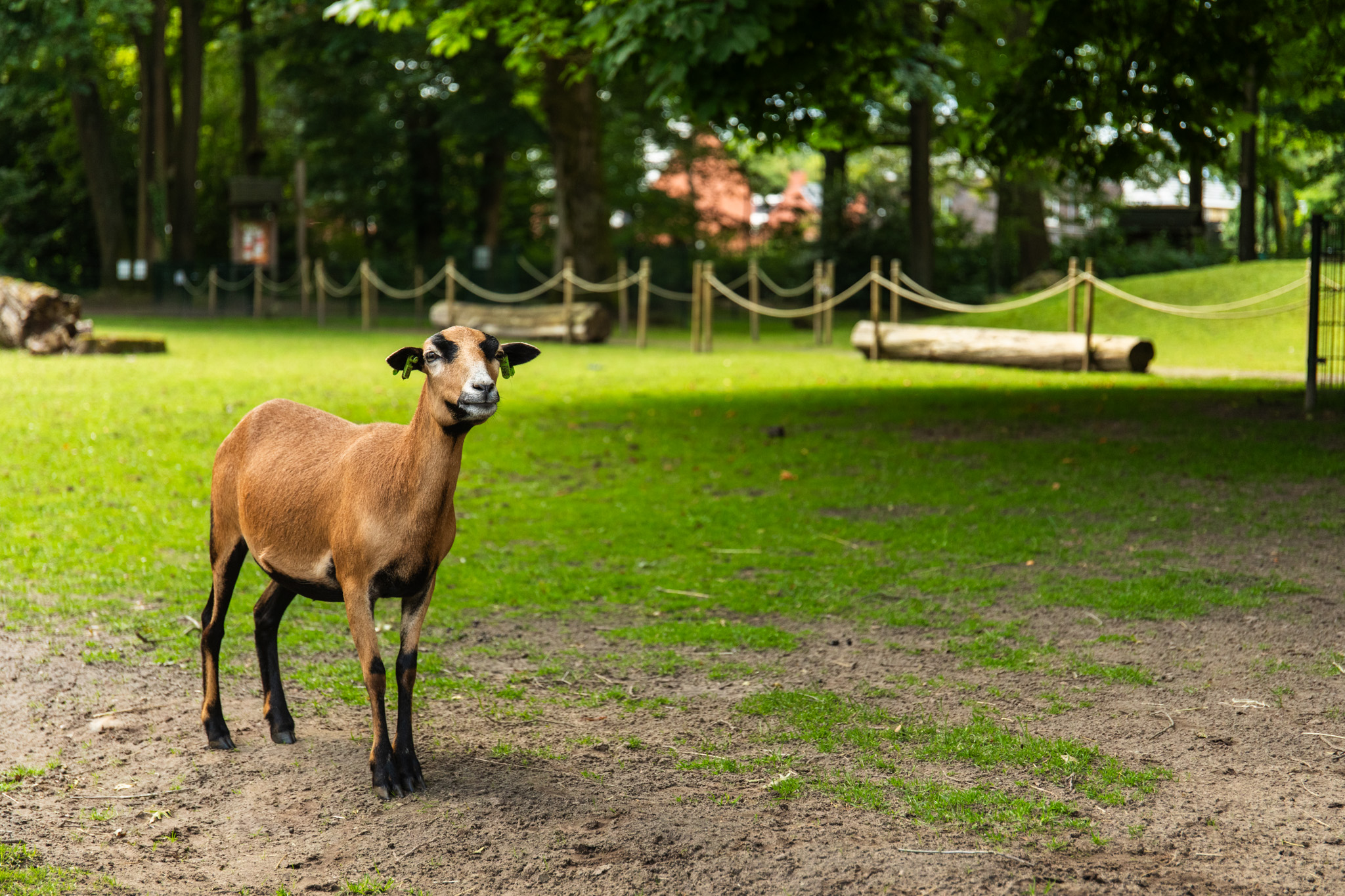 Het Kameroen schaap