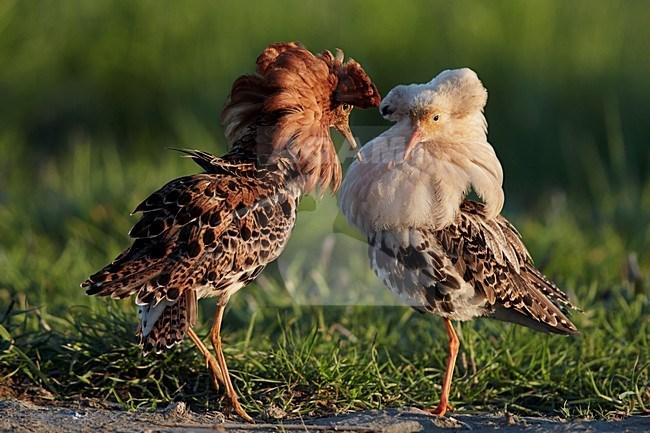 Schijngevecht tussen twee kemphanen