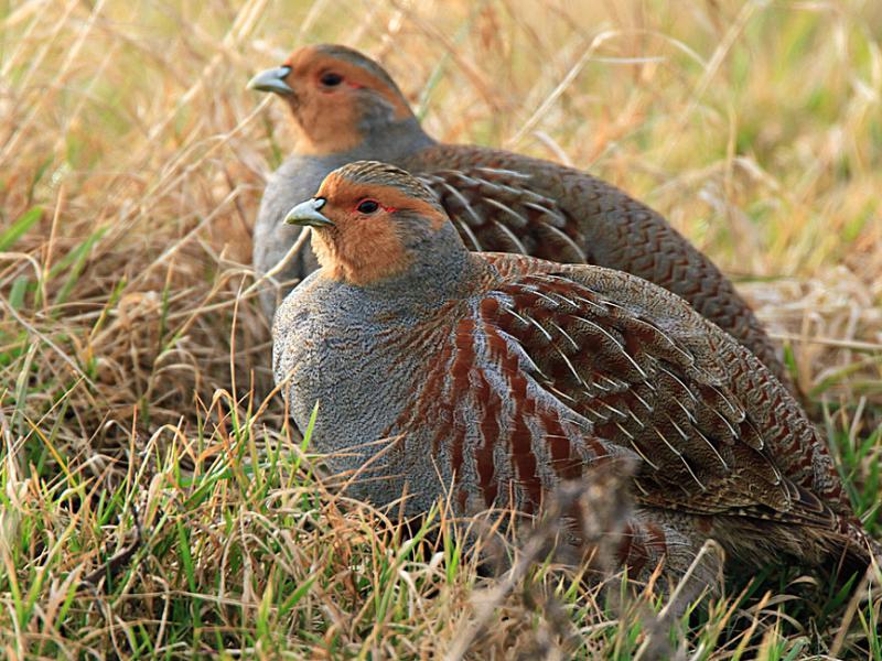 Twee patrijsvogels