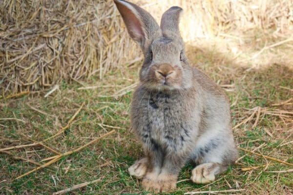 Dieren